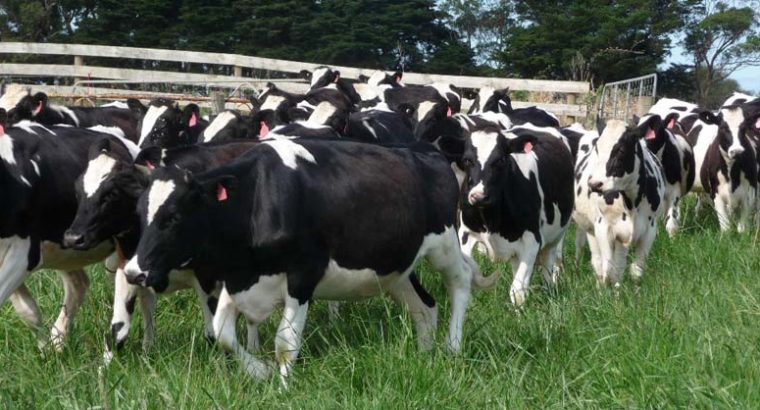 SOUTH AFRICA FRIESIAN CROSS COWS FOR SALE