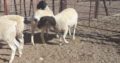 Dorper and Merino lambs for sale