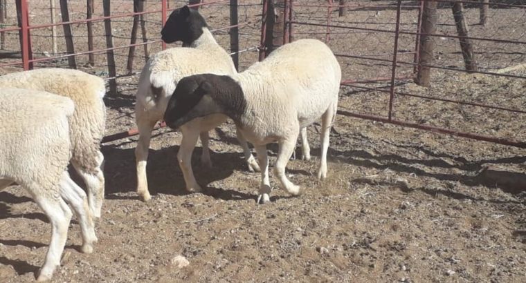 Dorper and Merino lambs for sale