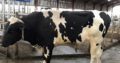 Order Beef and Dairy cattle online