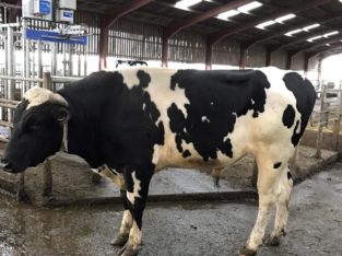 Order Beef and Dairy cattle online