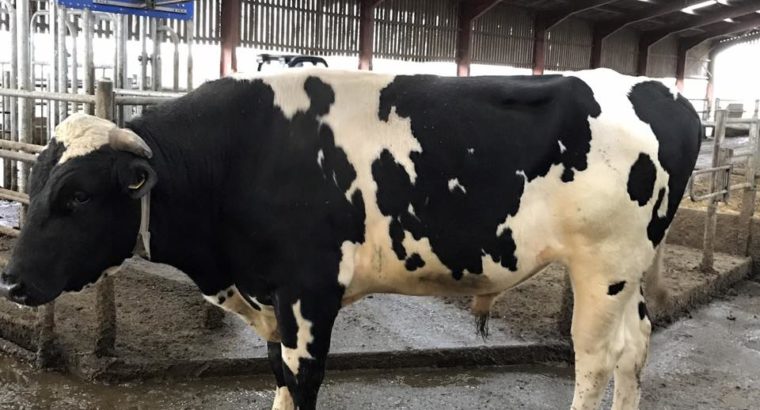 Order Beef and Dairy cattle online