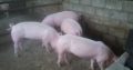 South African gilt pigs and piglets suppliers