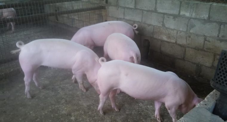 South African gilt pigs and piglets suppliers
