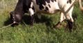 Beef and Dairy cattle for sale