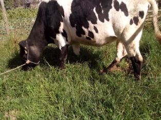 Beef and Dairy cattle for sale