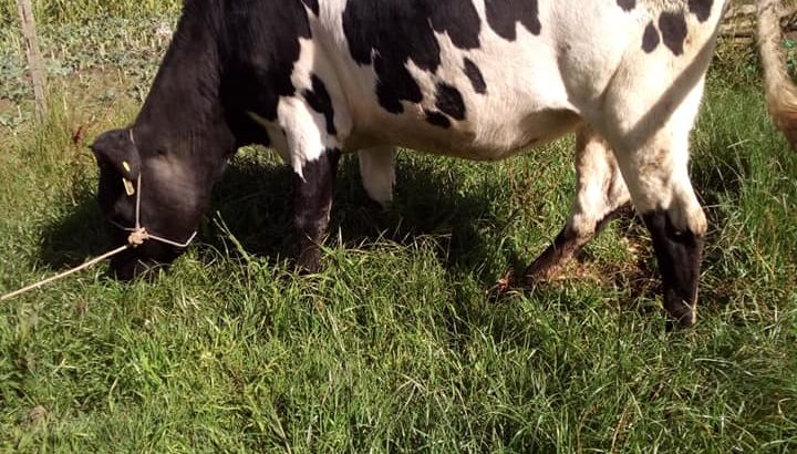 Beef and Dairy cattle for sale