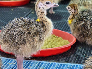 Buy Ostrich chicks and eggs online