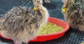 Order Ostrich chicks and eggs online