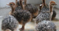 Where to order Ostrich chicks and eggs