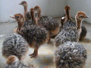 Where to order Ostrich chicks and eggs