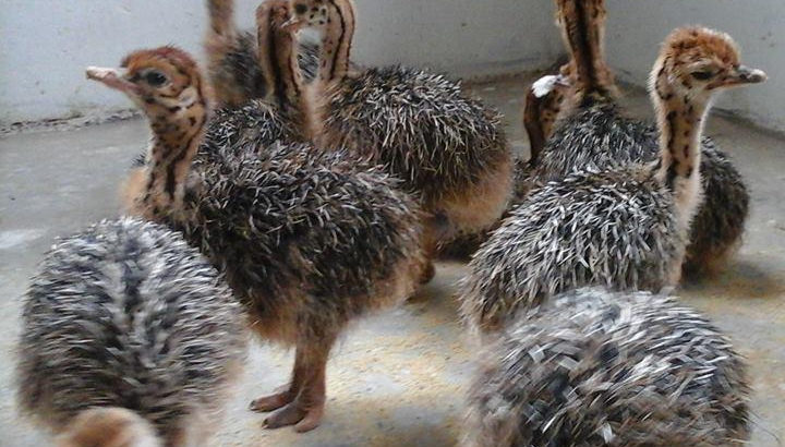 Where to order Ostrich chicks and eggs