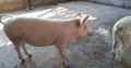 Buy gilt pigs and piglets online