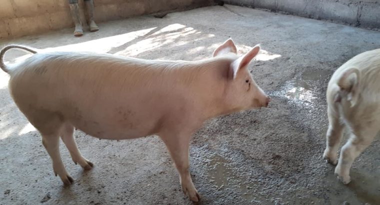 Buy gilt pigs and piglets online