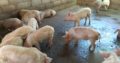 Order gilt pigs and piglets online