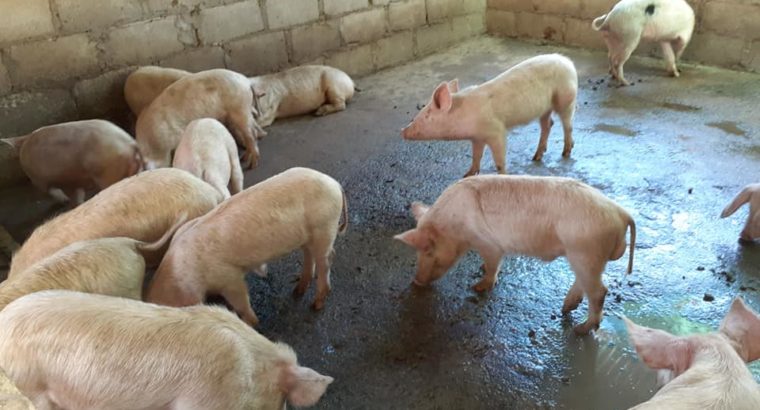 Order gilt pigs and piglets online