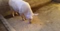Where to order gilt pigs and piglets