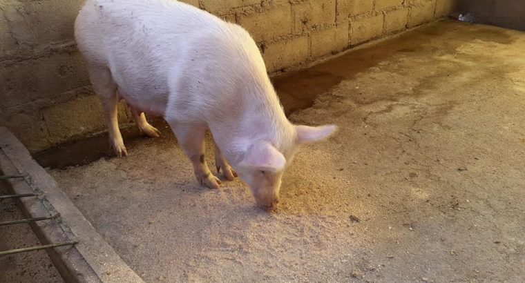 Where to order gilt pigs and piglets