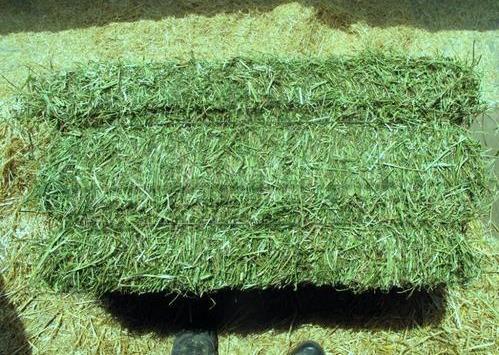 Animal Feed Grade Organic Alfalfa Hay Pellets /Alf