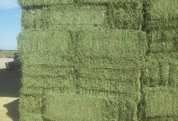 Animal Feed Grade Organic Alfalfa Hay Pellets /Alf
