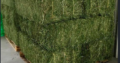 Quality Alfalfa Hay at very cheap price / Quality