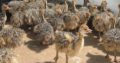 Quality Ostrich chicks and Ostrich Eggs for sale