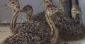 Quality Ostrich chicks and Ostrich Eggs for sale