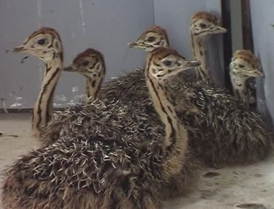 Quality Ostrich chicks and Ostrich Eggs for sale