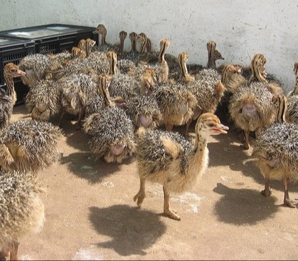 Quality Ostrich chicks and Ostrich Eggs for sale