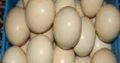 Quality Ostrich chicks and Ostrich Eggs for sale