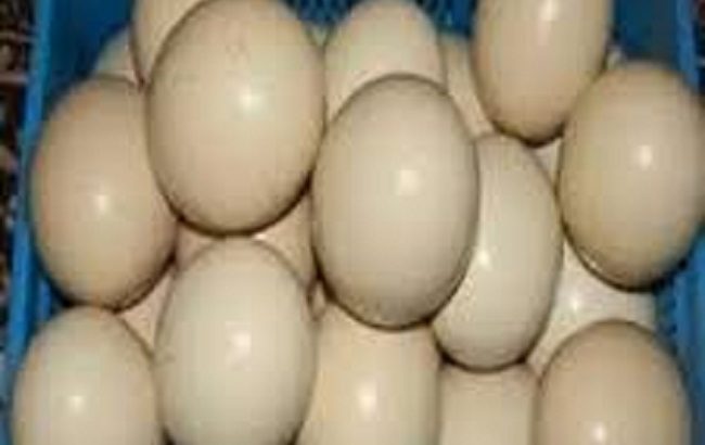 Quality Ostrich chicks and Ostrich Eggs for sale