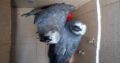 African grey parrots