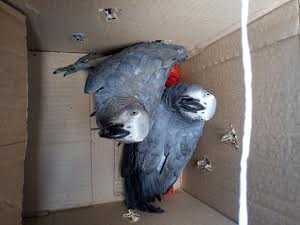 African grey parrots