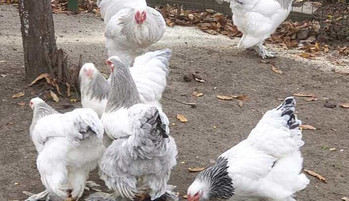 Brahma chicken for sale