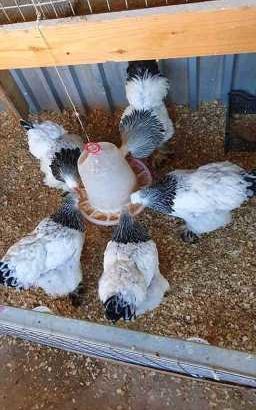 Brahma chicken for sale