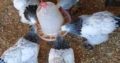 Brahma chicken for sale