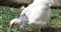 Brahma chicken for sale