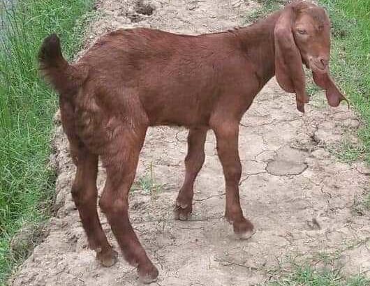 goat for sale