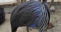 Vulturine guineafowl for sale