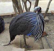 Vulturine guineafowl for sale