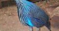 Vulturine guineafowl for sale