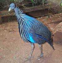 Vulturine guineafowl for sale