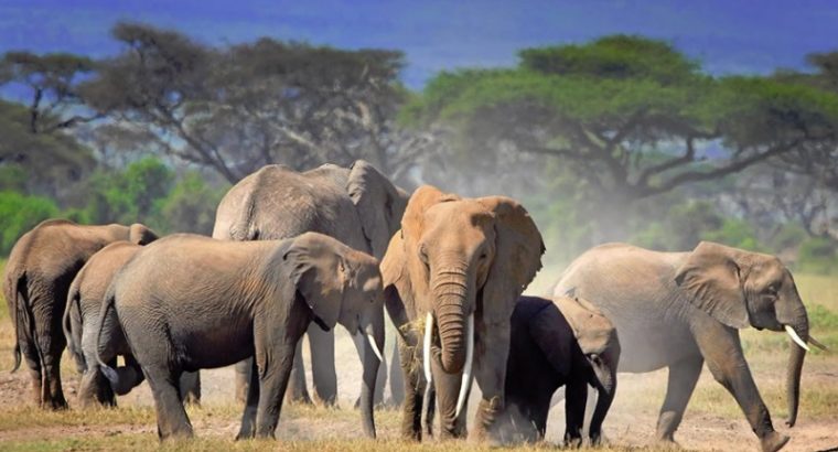 Offering the Best Africa Safari Travel in Kenya