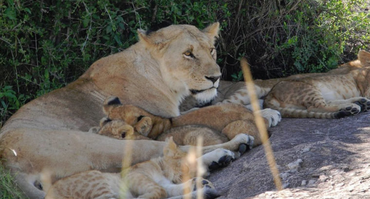 Offering the Best Africa Safari Travel in Kenya