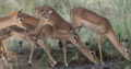 Offering the Best Africa Safari Travel in Kenya