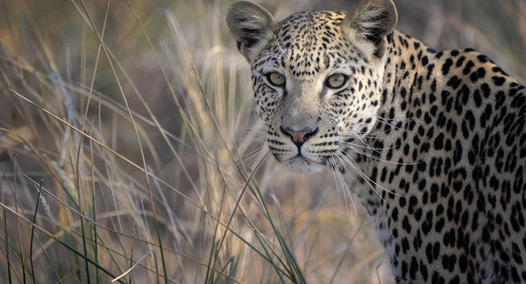 Offering the Best Africa Safari Travel in Kenya