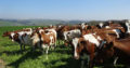 Ayrshire Herd for sale whatsapp +27631521991