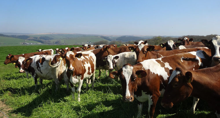 Ayrshire Herd for sale whatsapp +27631521991