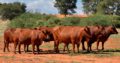 Bonsmara cow for sale whatsapp +27631521991