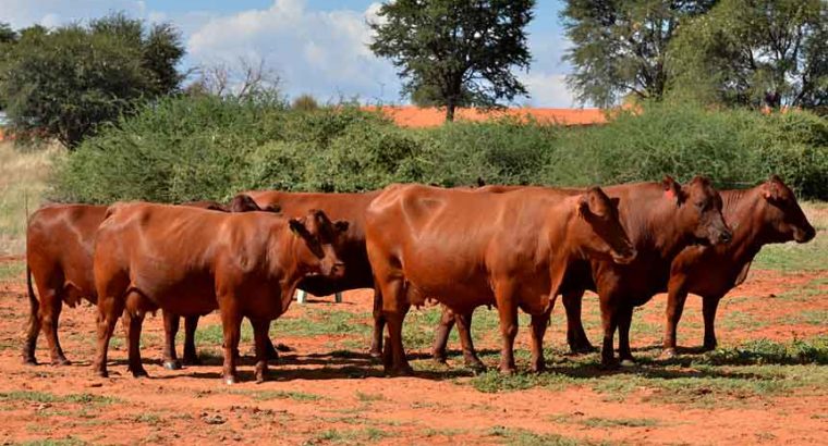 Bonsmara cow for sale whatsapp +27631521991